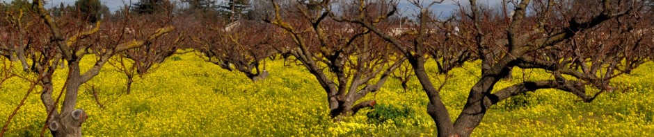 Jim's Council Blog